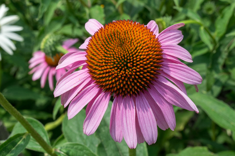 echinacea 0001