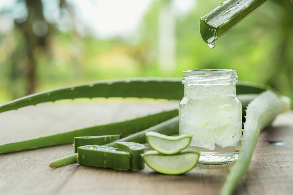 aloe vera biljka 641c15d2e8611